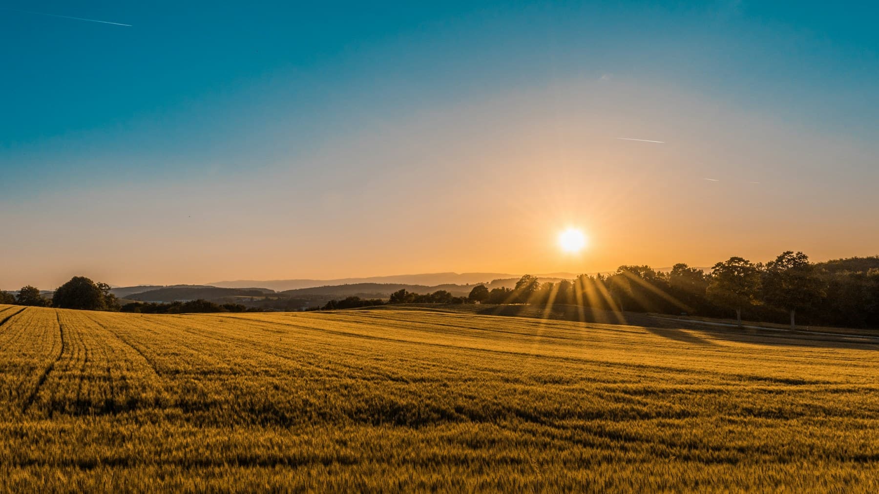 Sunlight falling across green agricultural fields and rows of crops